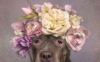 The Spotlight is on Spedale’s Florist