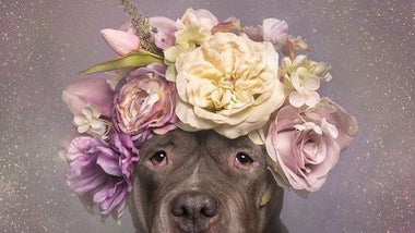 The Spotlight is on Spedale’s Florist