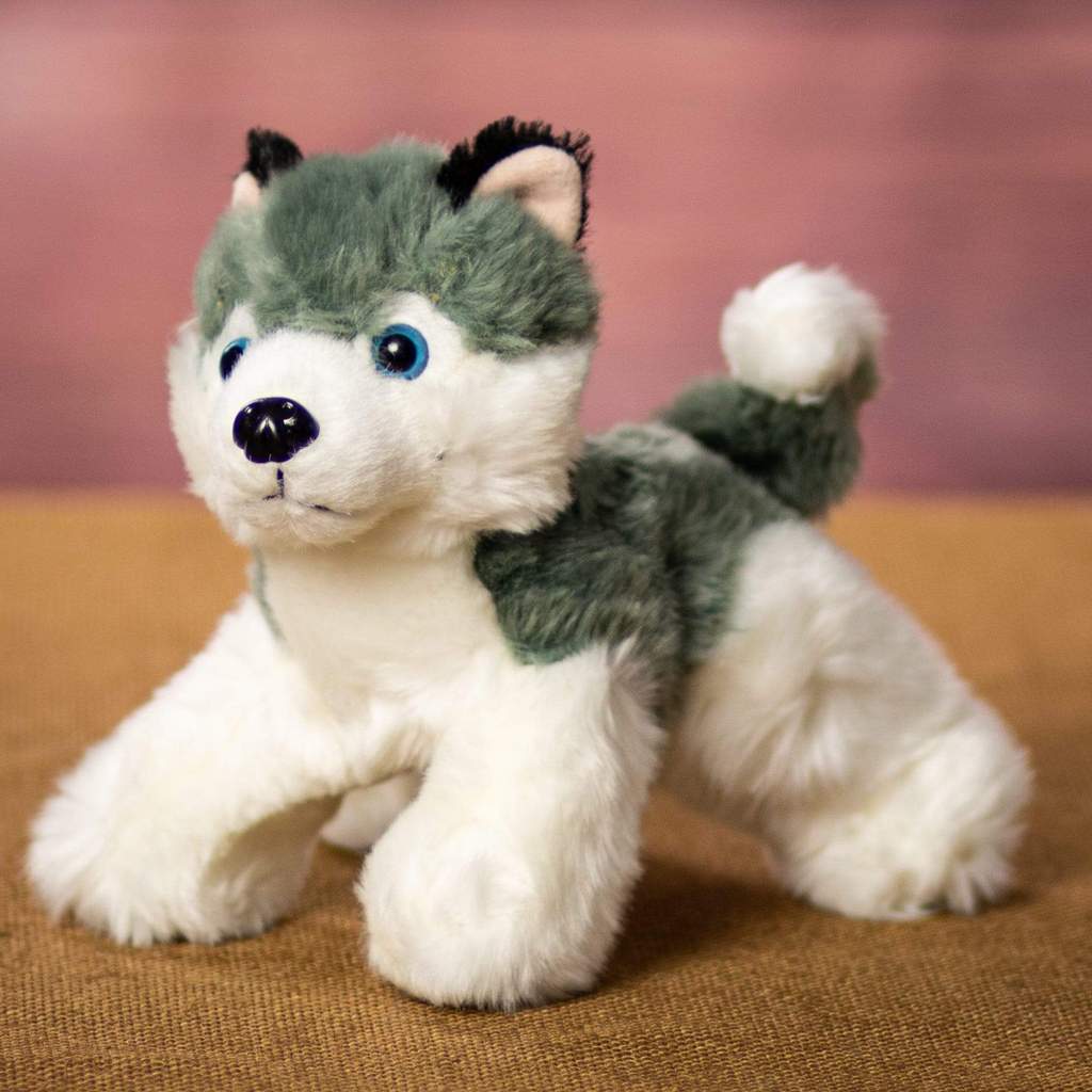 Huskies, Wolves & Foxes