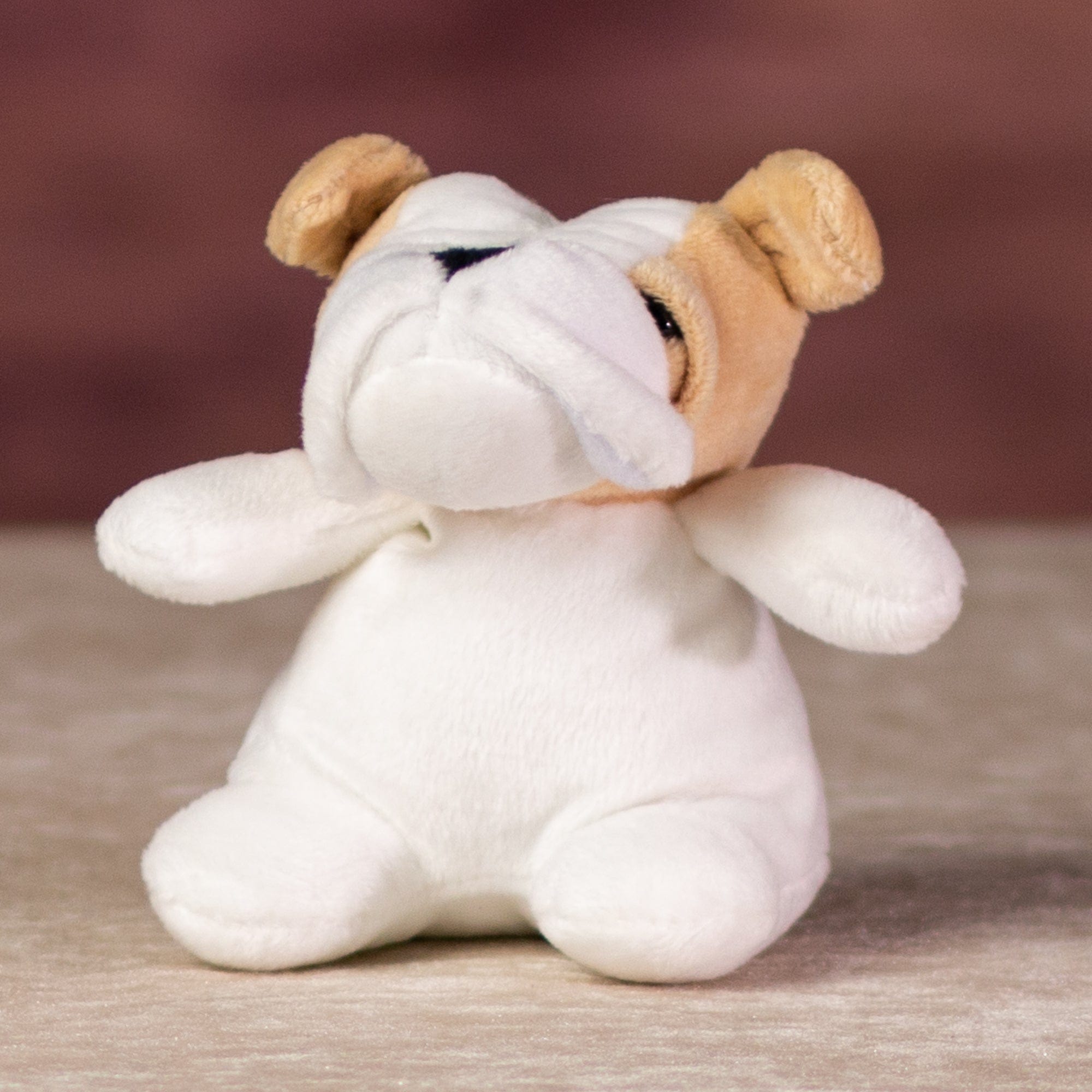 A bulldog that is 5 inches tall while sitting