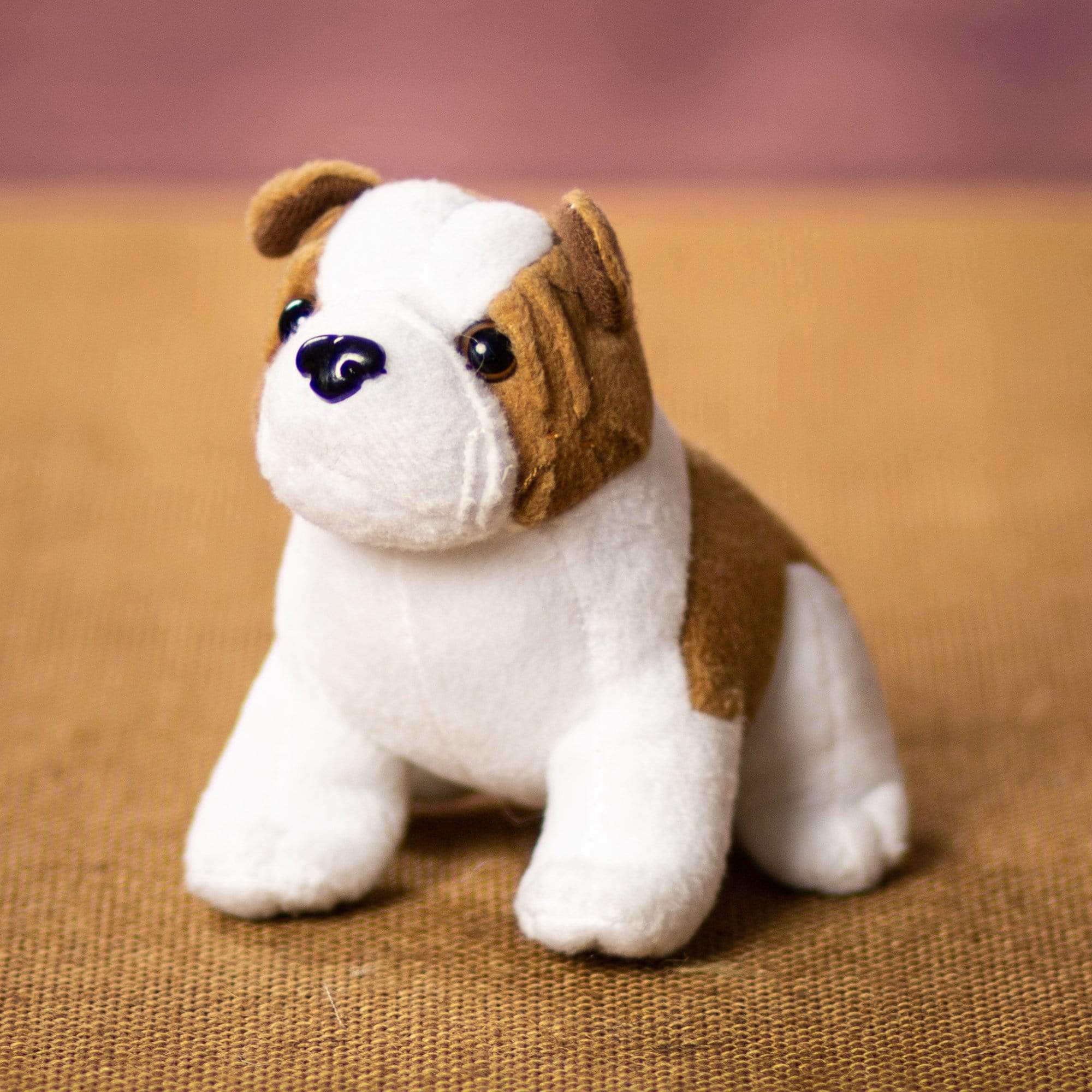 A bulldog that is 5 inches tall while sitting 