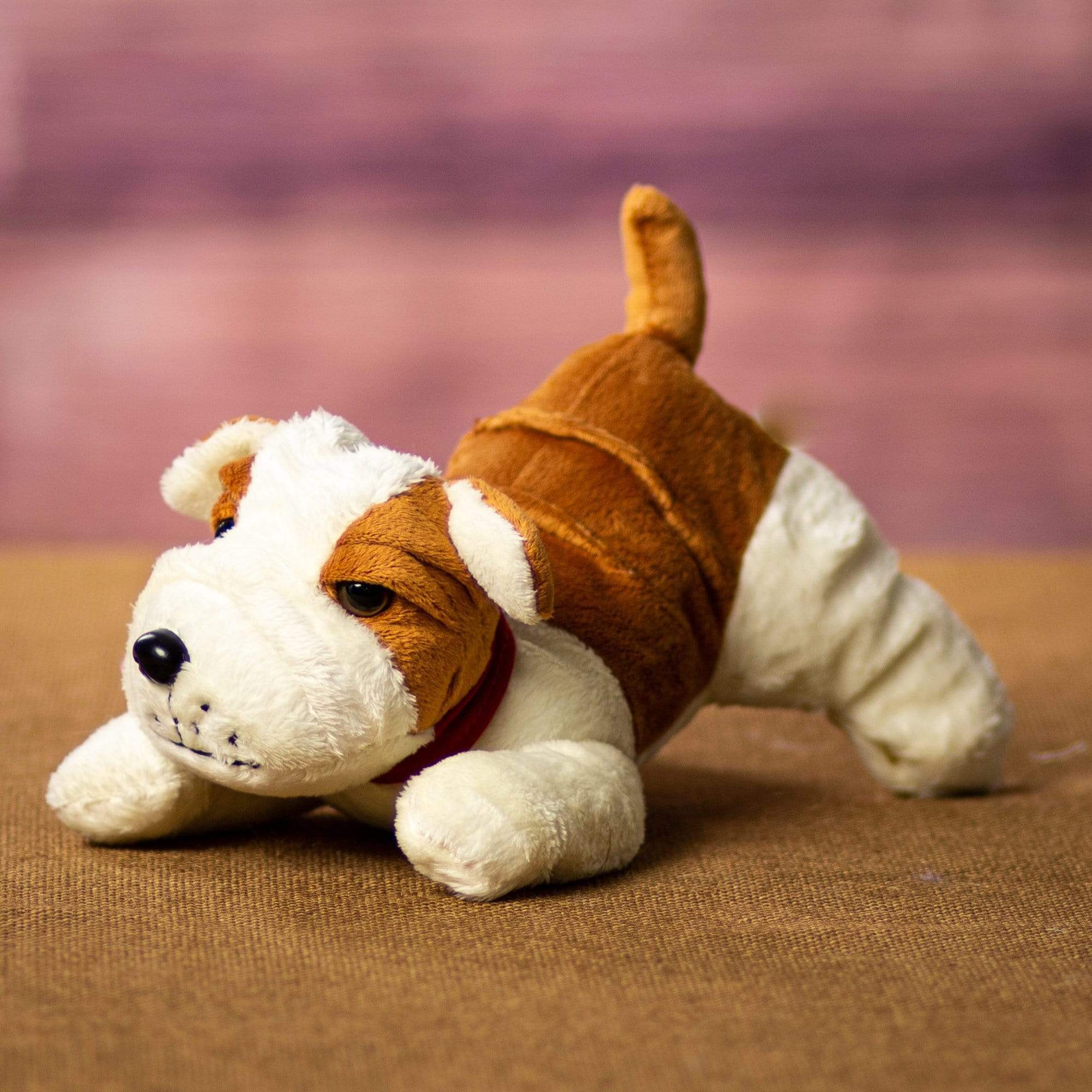 A bulldog that's 9 inches from head to tail