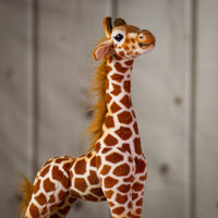 A spotted giraffe that is 22 inches tall while standing