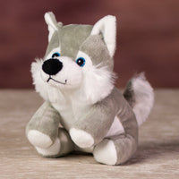 A gray husky that is 5 inches tall while sitting with blue eyes